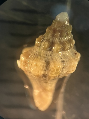 Urosalpinx perrugata, 2025-02-26
