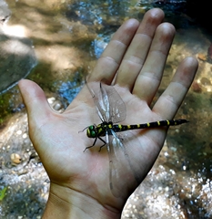Cordulegaster picta