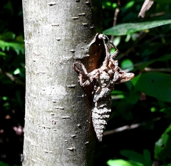 Cordulegaster picta