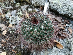 Mammillaria gigantea