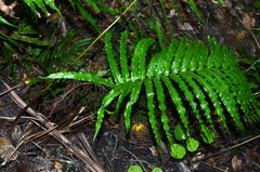 Blechnum triangularifolium