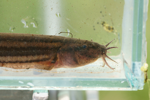 Weatherfish (Misgurnus fossilis) — Cobitidae — 3