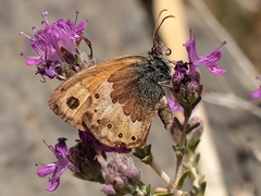 Coenonympha thyrsis
