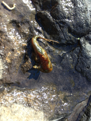 Triops longicaudatus