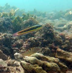 Parrotfish