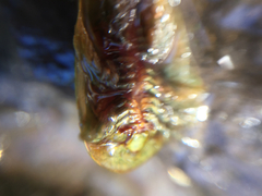 Triops longicaudatus