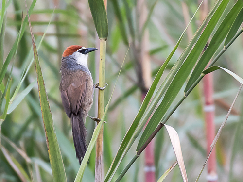 Chestnut-capped Babbler (Timalia pileata), photo 5