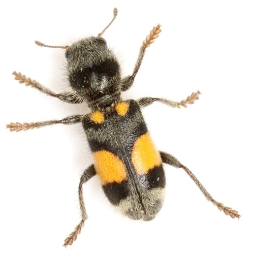 Pleasing Checkered Beetle