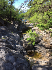 Triops longicaudatus