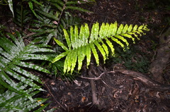 Blechnum triangularifolium