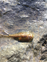Triops longicaudatus
