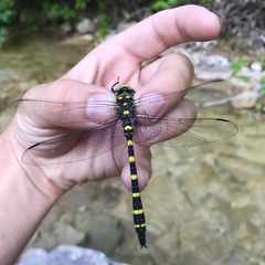 Cordulegaster picta
