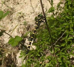 Cordulegaster picta