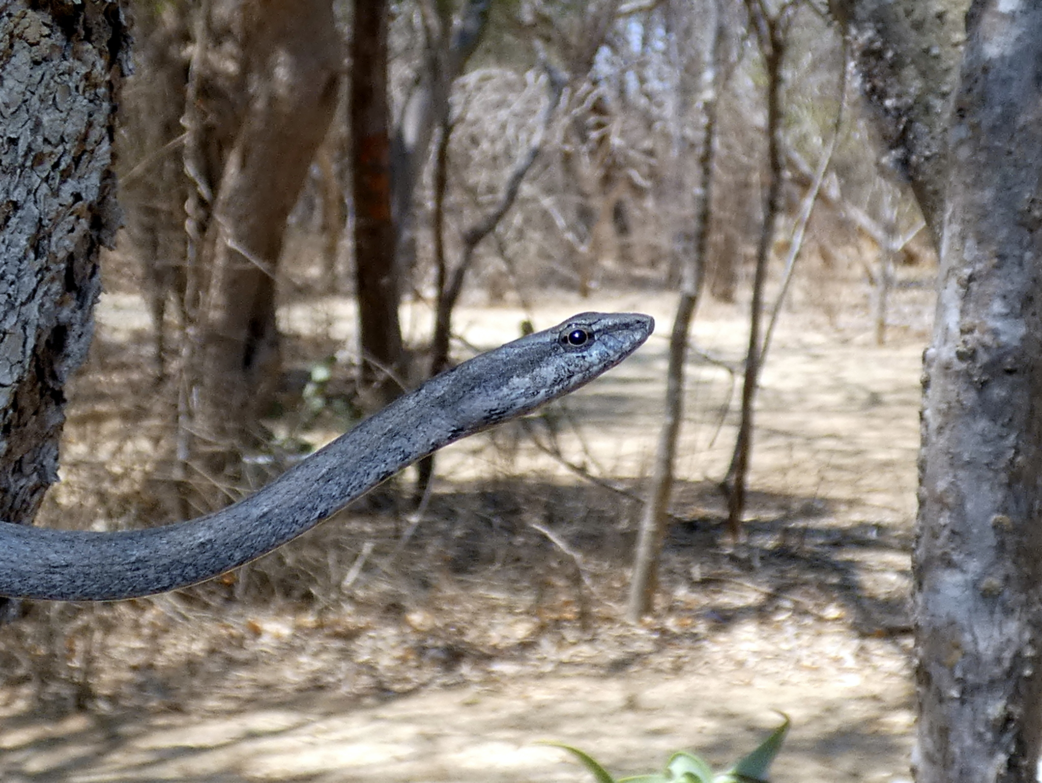 10 Snakes Species Found On Madagascar – Snake Radar