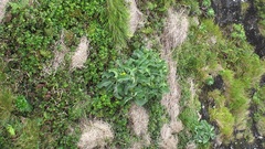 Dendroseris marginata