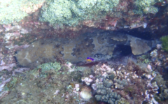 Orectolobus halei
