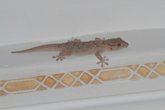 Tarentola mauritanica
