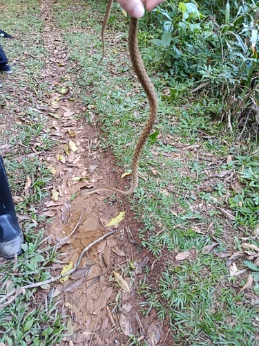 Coastal Mock Viper