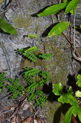 Sophora molloyi