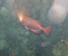 Heteropriacanthus cruentatus