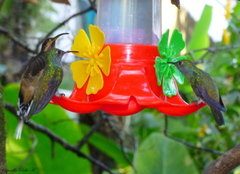 Phaethornis eurynome