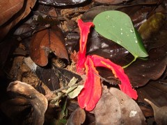 Etlingera