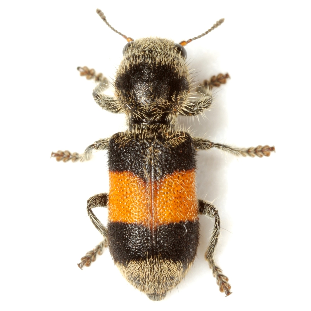 Orange Tamaulipan Enoclerus