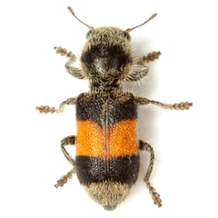 Enoclerus vetus