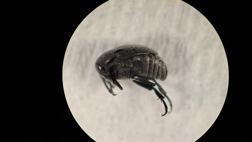 Spermophagus, 2025-06-26