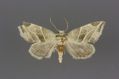 Plagiomimicus tepperi