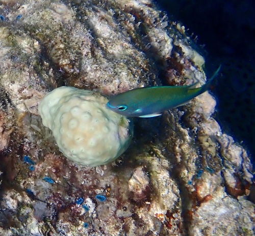 Chromis atripectoralis