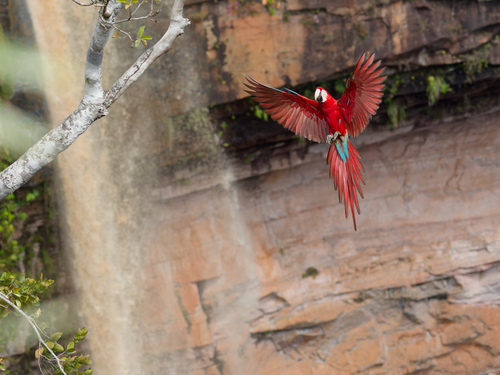 Red-and-green Macaw (Ara chloropterus), photo 10