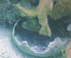 Gymnothorax miliaris