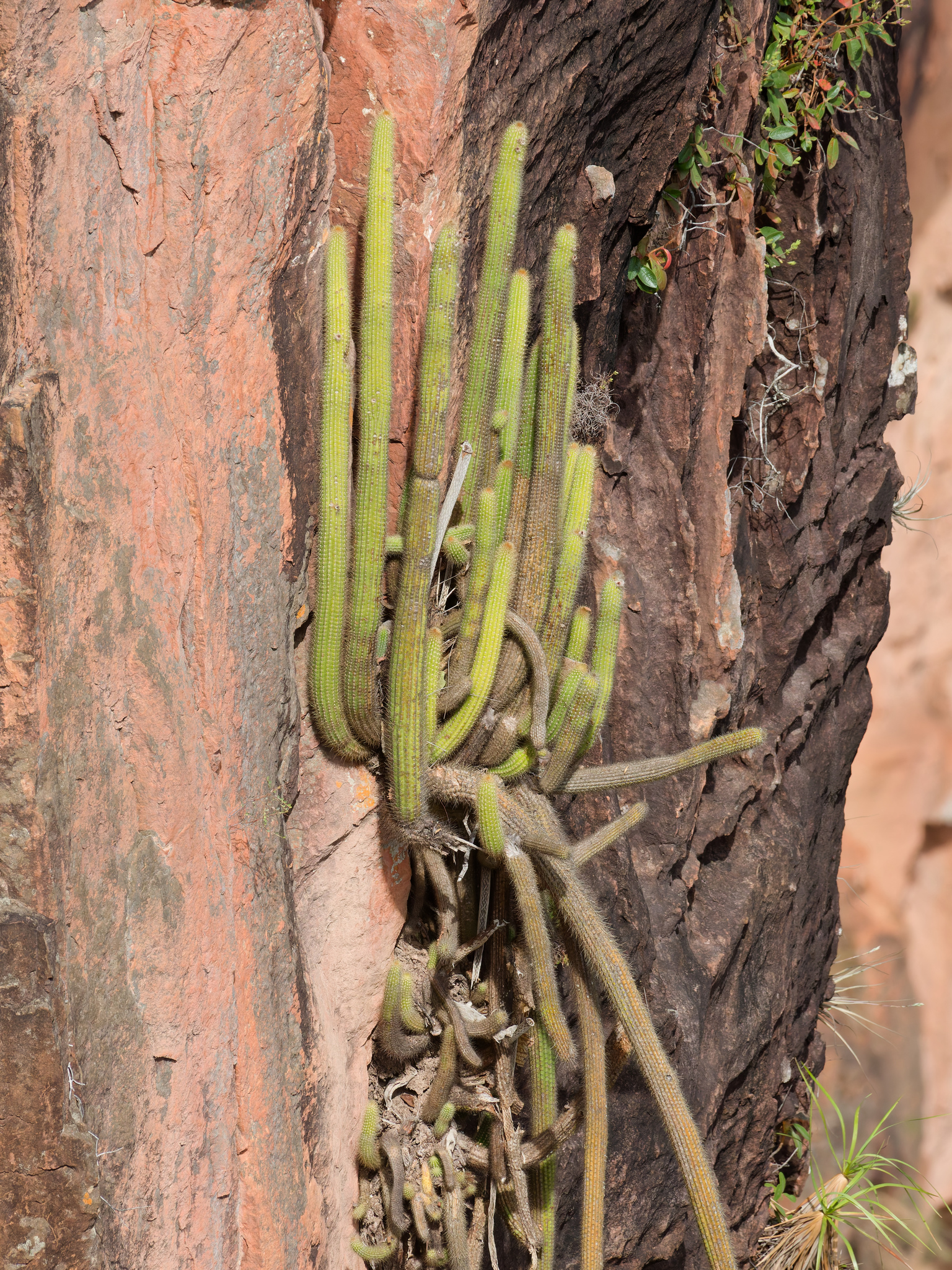 Arthrocereus spinosissimus