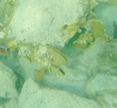 Callyspongia aculeata