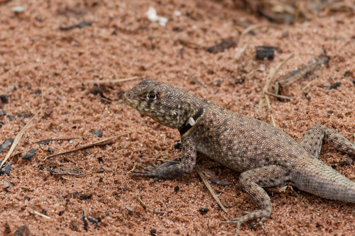 Cerrado Lava Lizard, Tropidurus oreadicus