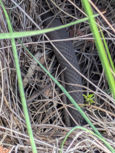 Highlands Copperhead sighting