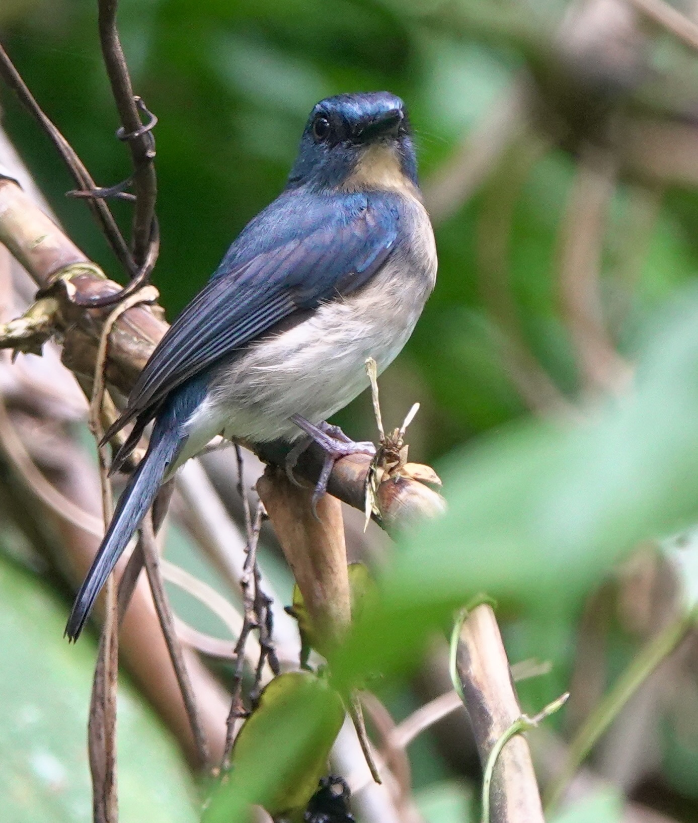Rufous-breasted Blue Flycatcher illustration