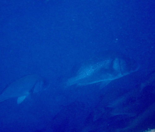 Plectorhinchus gibbosus