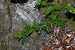 Sophora molloyi