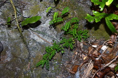 Sophora molloyi