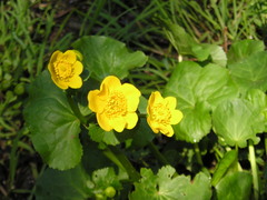 Caltha palustris