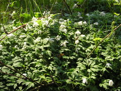 Anemonoides nemorosa