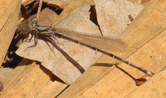 Argia tibialis