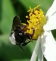 Megachile disjuncta