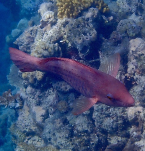 Scarus frenatus