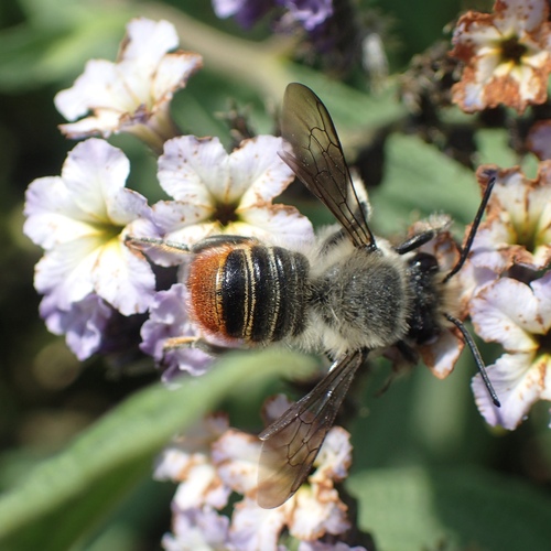 (c) JR Ferrer-Paris, some rights reserved (CC BY)