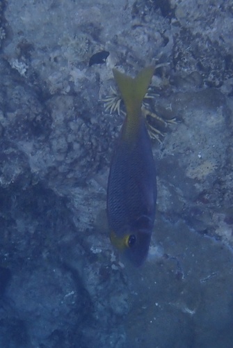 Lethrinus atkinsoni