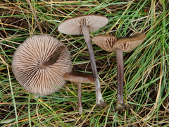 Nolanea edulis concentrica