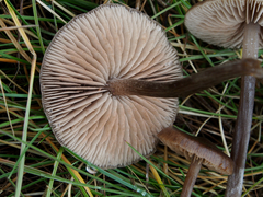 Nolanea edulis concentrica